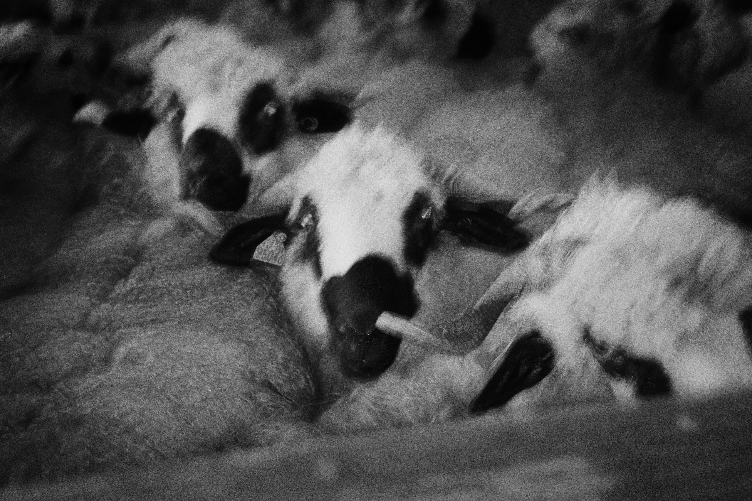 Paysanne, ni fragile, ni silence — Ambre Canet